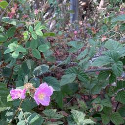 Isabel Vargas-Hurlston