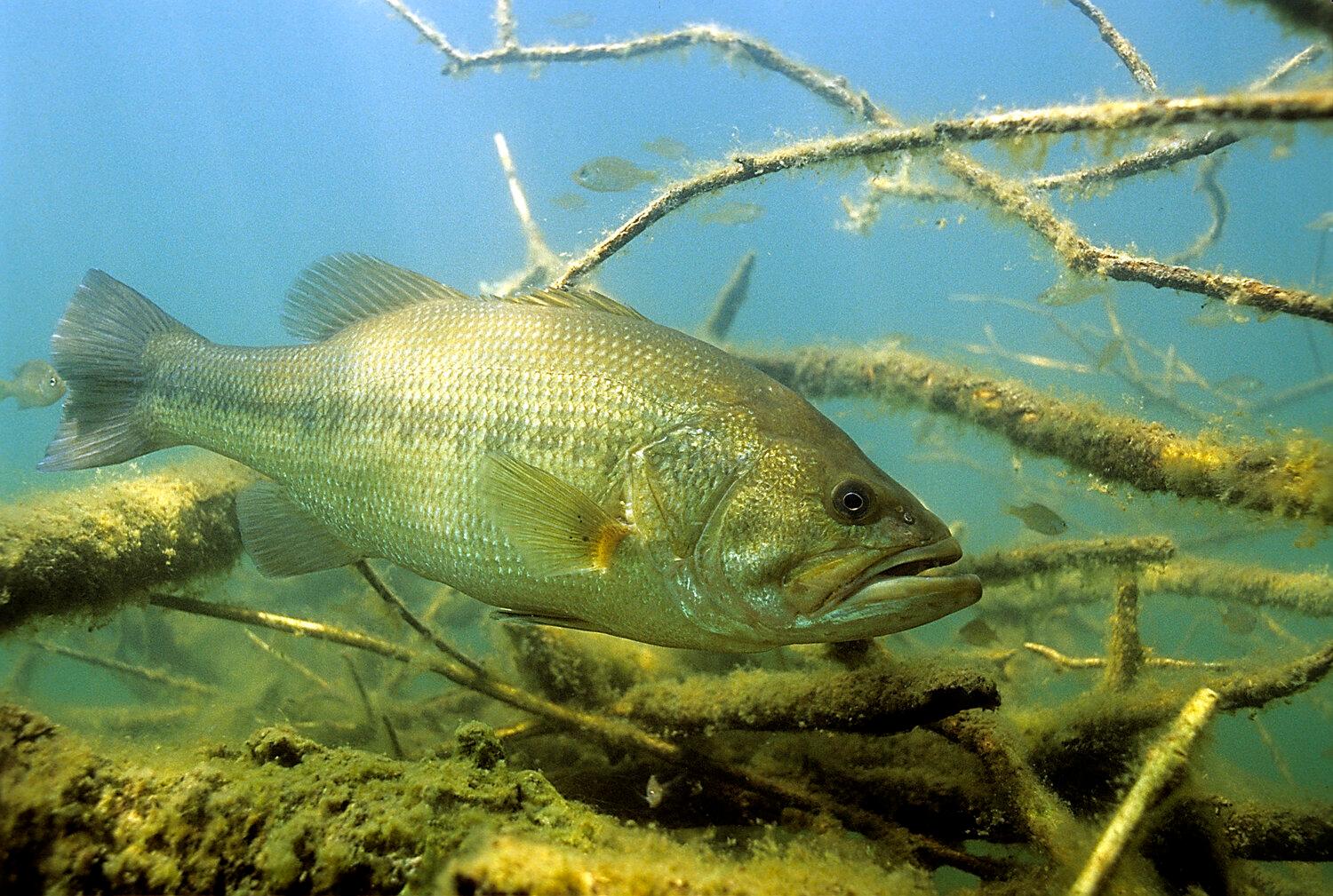 Portfolio item's cover image